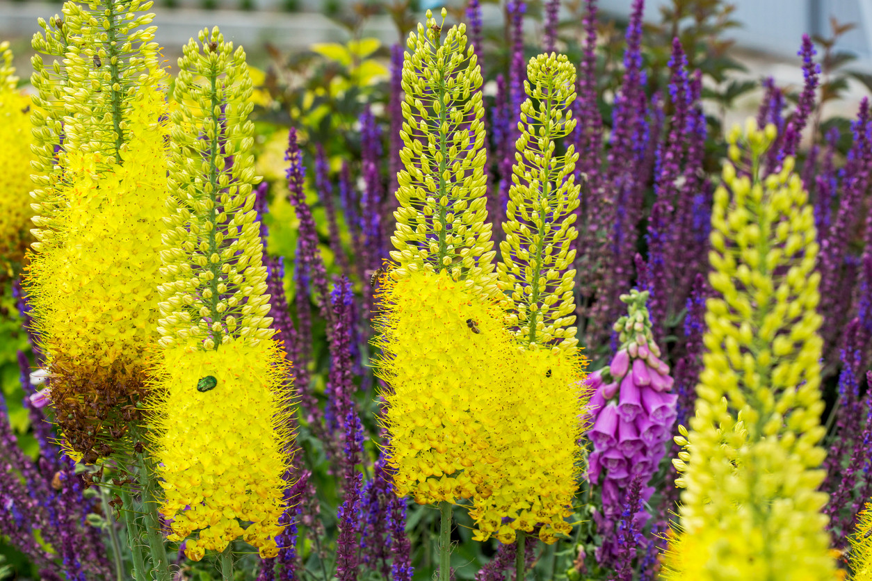 liliochvostec_pestovani (1)